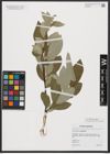 Foto von Salix caprea subsp. caprea L.